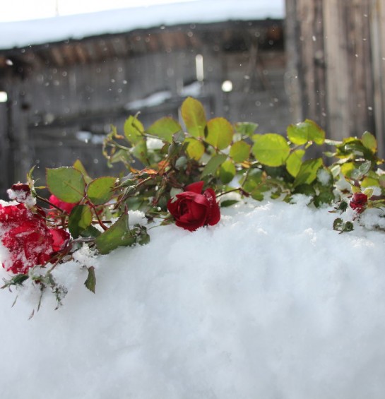 Укрытие роз на зиму. Мастер класс от Елены Демьянчук