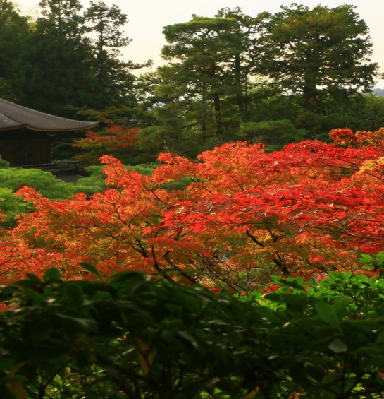 Краски осени. Япония.
